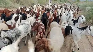 Goat Mating Season 2025 full time enjoy Breeding time with the kids and recorded 