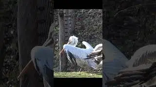 Bird is drying his wings