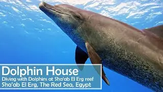 Diving with Dolphins at Sha'ab El Erg (Dolphin House) in Egypt