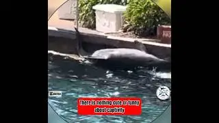 Dolphins Abnormal Behaviour #seaworldorlando #emptythetanks #abnormalbehaviour #activism