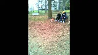 Crazy fast Rat Terrier