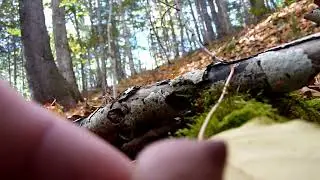 Mycena Murder
