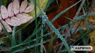 Dew drops Autumn 2018 Rissne