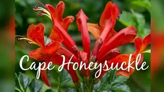 8 Amazing Health Benefits of Cape Honeysuckle (Tecoma Capensis) Plant Details & Repotting
