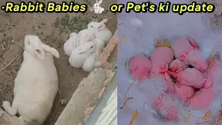Baby Rabbits Growth & Aseel Rooster and Hen Pet Update