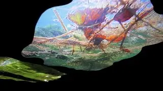 Pipilotti Rist: Pixel Forest. Solo Exhibition at New Museum, New York City