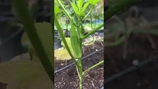 1st Okra Starting To Fruit | Georgia Zone 8A