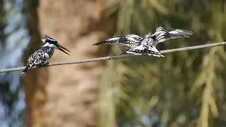 Pied Kingfisher (Ceryle rudis) territorial males - westbank near Luxor (Egypt) 28-2-2017