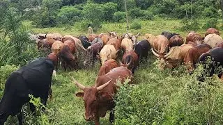 NGEZE MU NKA ZABANYAMULENGE MA23 MAA23 NA TWIRWANEHO BARAZITABAYE LIVE MWANANDAKE