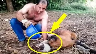 This Truck Driver Took His Life In His Own Hands When He Found A Dangerous Animal Near Death