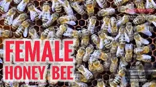 The Female Honey Bee ┇ Quran and Modern Science ┇ IslamSearch.org