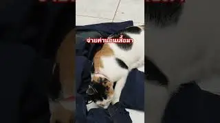 I have no money, I want to sleep in a human shirt.