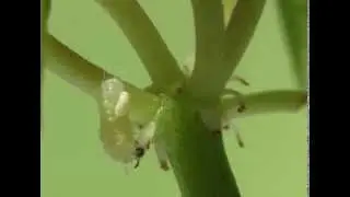 Tachinidae : Aplomya confinis parasitizing Polyommatus icarus