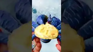 Discover Sea Creatures under the Sea part 1