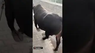 Karabela #shorts #bull #inek #oxbull #fighting #animal