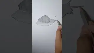 Realistic Snail Sketch | Pencil Drawing | TJ Sketches