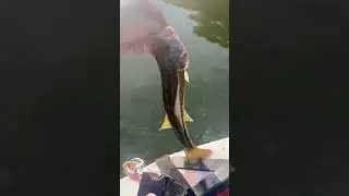 Catching Bass in 100 degree weather #clearlake #clearlakearea