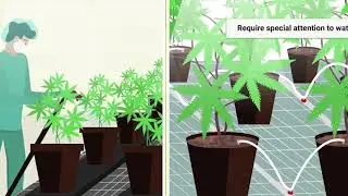 Watering Cannabis Plants Grown in Coco Coir (example video)