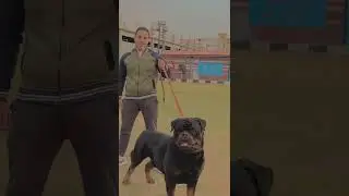 Rottweiler ​​DIABLO TIMIT TOR  🥰 #Shorts #rottweiler #dogs