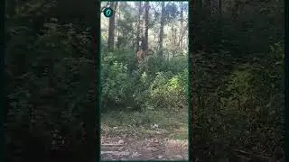 నీలగిరి ఘాట్ రోడ్డుపై పెద్ద పులి హల్&zwnj;చల్! 😱 | Tiger Spotted on Nilgiris Main Road | Oneindia Telugu