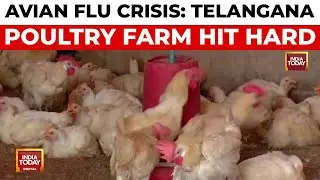 Avian Flu Outbreak Claims Thousands Of Chickens, Farmer Seeks Government Aid To Recover Losses