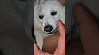 Angry mode on shanky 😡👍|| #goviral #puppy #ytshorts