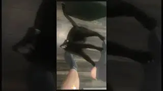 funny animals 2024 🐱🐶😹😆😂🤣 funniest cat dog 240 #shorts