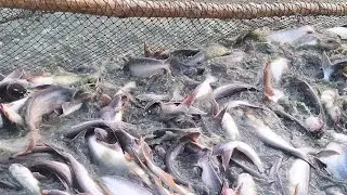 Amazing fisherman skills Net fishing video/unbelievable big Fishing video/Viral/fishing/Viralvideo/