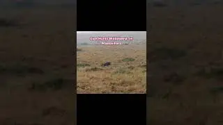 Lioness 🦁Hunts a Wildebeest 🐃 #africa #lion #wildebeast