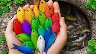 Catch beautiful aquarium fish in small pond baby turtles, eel, puffer fish, koi, pencil fish, snails