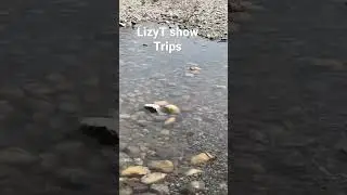 Lizy T Show. Alberta Canada #lizytshow #canada #podcast #contentcreator ##the
