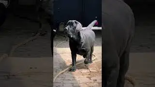 Gabru 6 month complete #dog #labrador #puppy #love #viral #video #trending #beauty #india #shorts