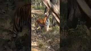 #song #music #movie #love #bollywood #nature #zoomusic #comedysong #tiger #elephntsong