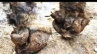 Repair The Hooves Of The Fierce Horse! It Has A Severe Hoof And Can't Walk【DONKEY HOOF SAVIOR】