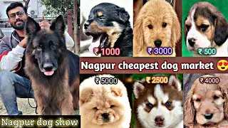 Nagpur dog market 💥 Nagpur dog show 2k23 😍 All dog breeds puppy available in low price 🔥 | नागपुर