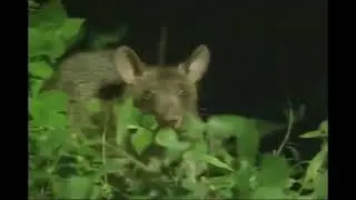 Animal Alphabet - R is for Rat