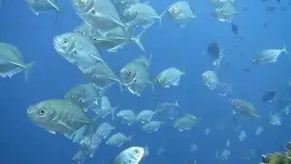 blue trevally