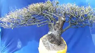 M225 gl c&acirc;y cẩm thị 2500k LH 0707713796 Khương bonsai 