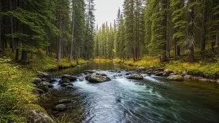 Peaceful River Flow 🌿 Calm Natural Ambience for Focus, Study, and Deep Rest #1741