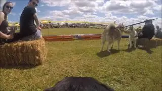 Dogs Trust Snetterton Fun Day!