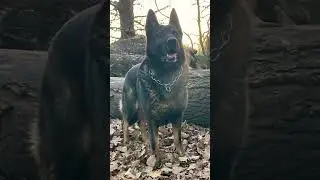 Capo Vonaction, german shepherd working line dog