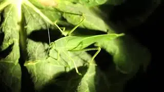 Cannon700d sample video wildlife and bird...with natural  life. Water bird in Deogarh rajsthan