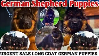 Long Coat German Shepherd Puppies for Sale   Delivery All Over India