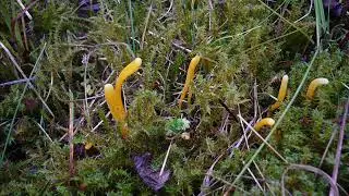 Clavulinopsis helvola