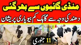 Today Malumor Mandi Jhang Update | Cows Fresh Rates Update | Cow Mandi 2026