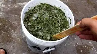 Outdoor grow 2017,  