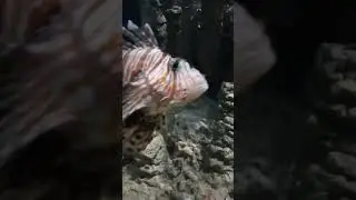#fish #aquariumfishfish #vallicode # #aquarium #petsplanet @petsplanet