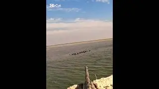 охота на гусей на водяных гусей#snowgoose#охота#birdshunt#duckhunting