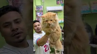 King Size Persian Cat 🐈 #pets #kitten
