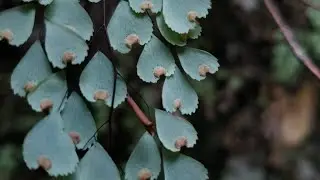 Heart fern from fern kingdom